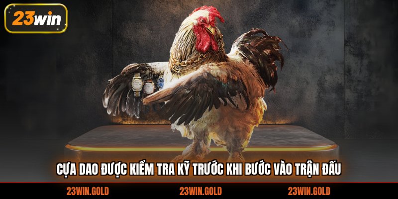 Cựa dao được kiểm tra kỹ trước khi bước vào trận đấu