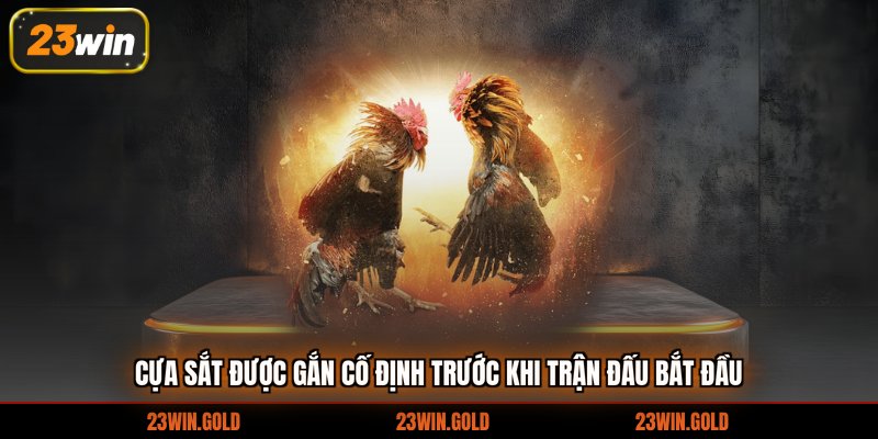 Cựa sắt được gắn cố định trước khi trận đấu bắt đầu