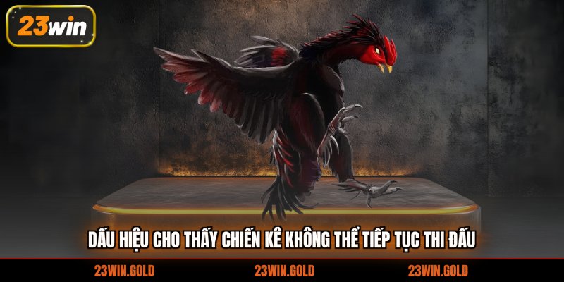 Dấu hiệu cho thấy chiến kê không thể tiếp tục thi đấu