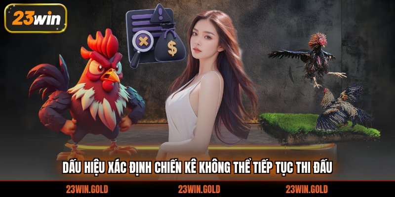 Dấu hiệu xác định chiến kê không thể tiếp tục thi đấu