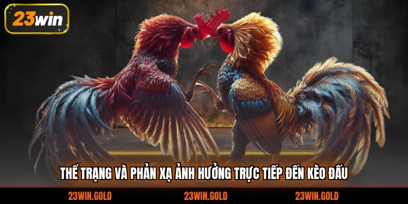 Thể trạng và phản xạ ảnh hưởng trực tiếp đến kèo đấu