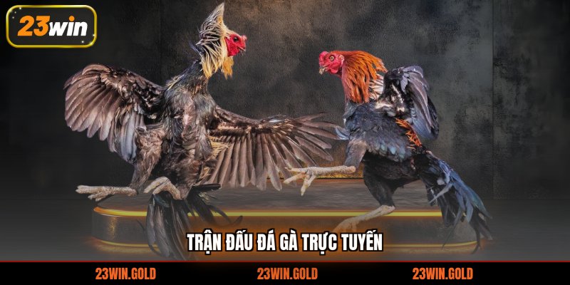 Trận đấu đá gà trực tuyến